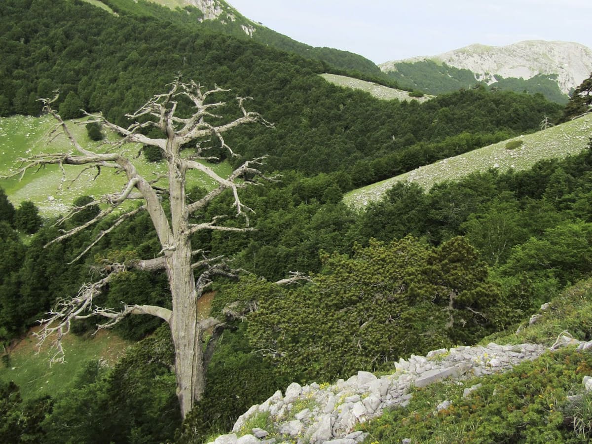 Italus Parco Pollino - Foto -Pollinofantastico
