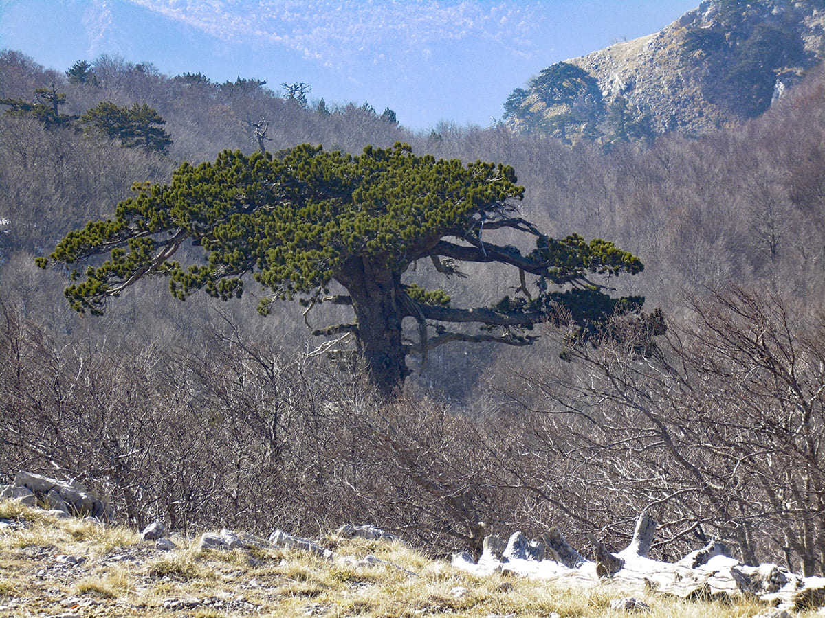 Patriarca Parco Pollino - Foto ©Gruppo Speleo Pollino