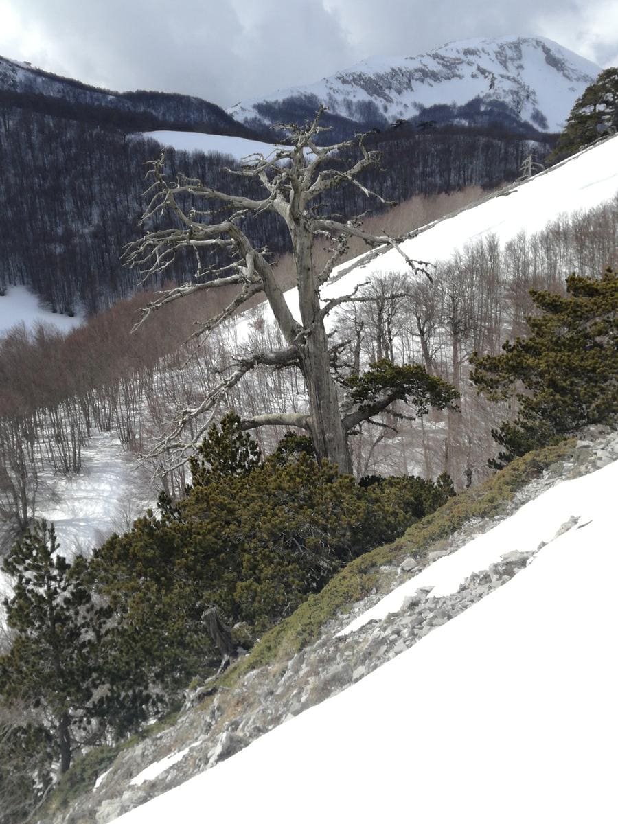 Italus Parco Pollino
