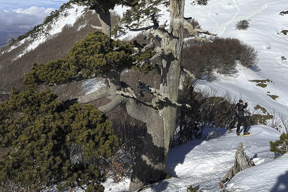 Escursioni Parco Pollino in ambiente innevato