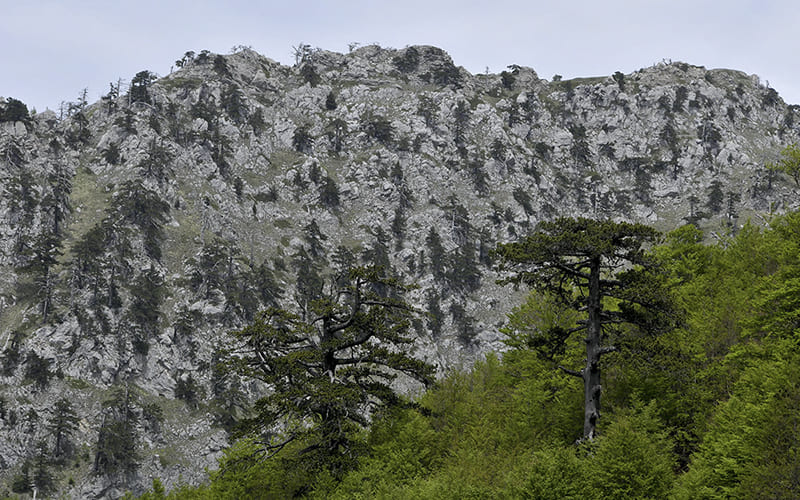 Escursioni Parco Nazionale del Pollino