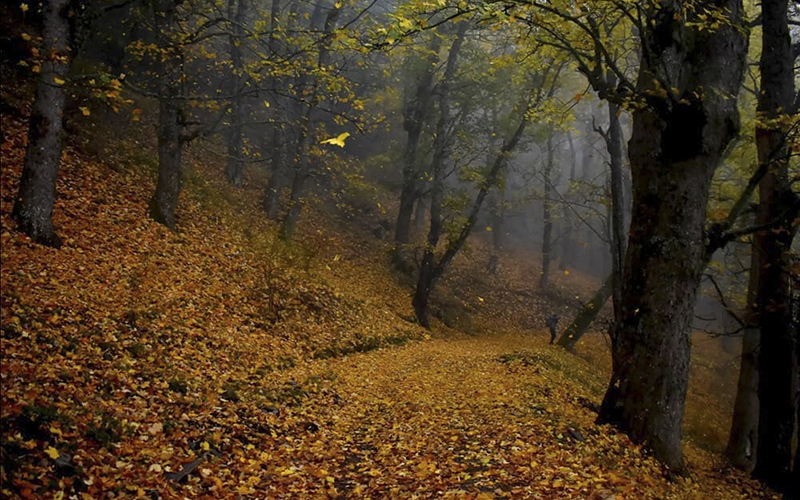 Boschi Parco Pollino