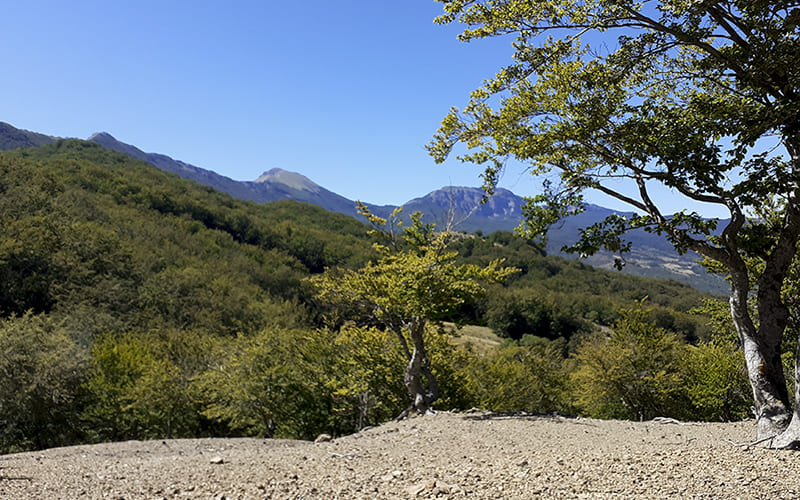 Bosco La Fagosa