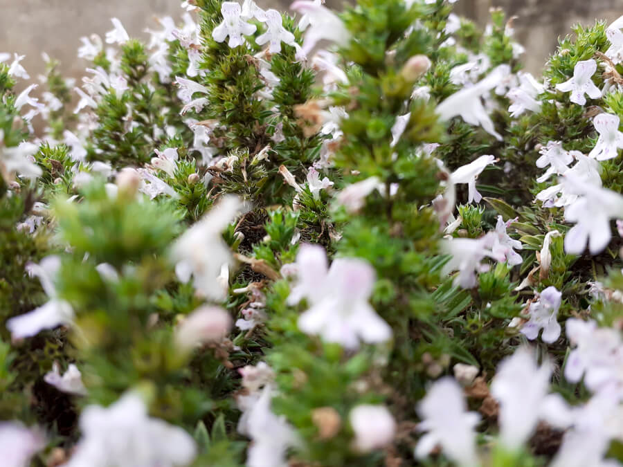 Erbe officinali Parco del Pollino | Timo