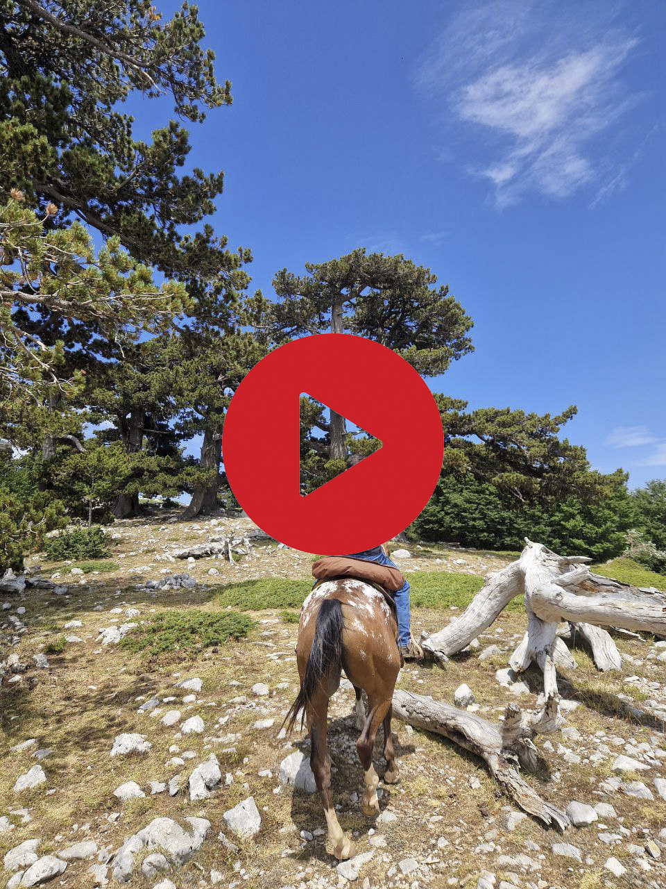 Percorso a cavallo lungo un sentiero immerso nella natura del Parco Nazionale del Pollino, tra pini loricati e viste mozzafiato ©Riccardo Sartori