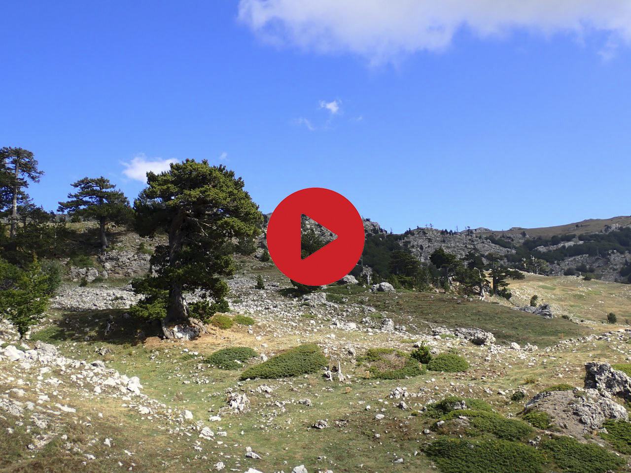 Pini Loricati su Serra Crispo nel Pollino ©Riccardo Sartori