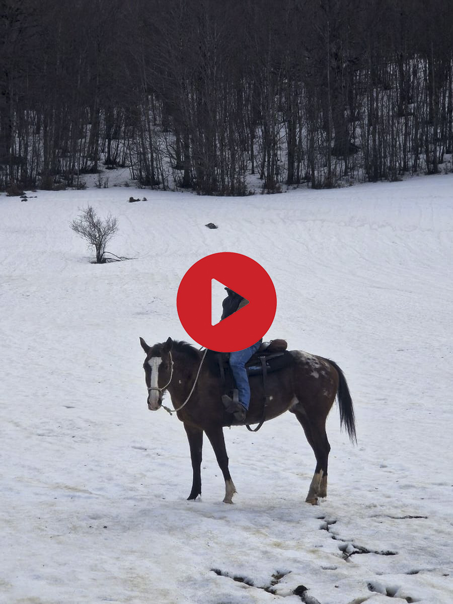 Cavallo al Piano di Gaudolino nella neve del Pollino &copy;Riccardo Sartori