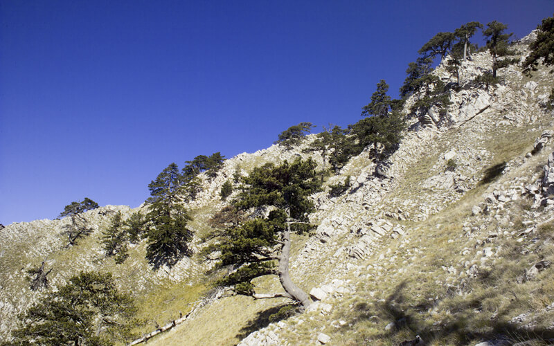 Celsa Bianca nel Parco Nazionale del Pollino