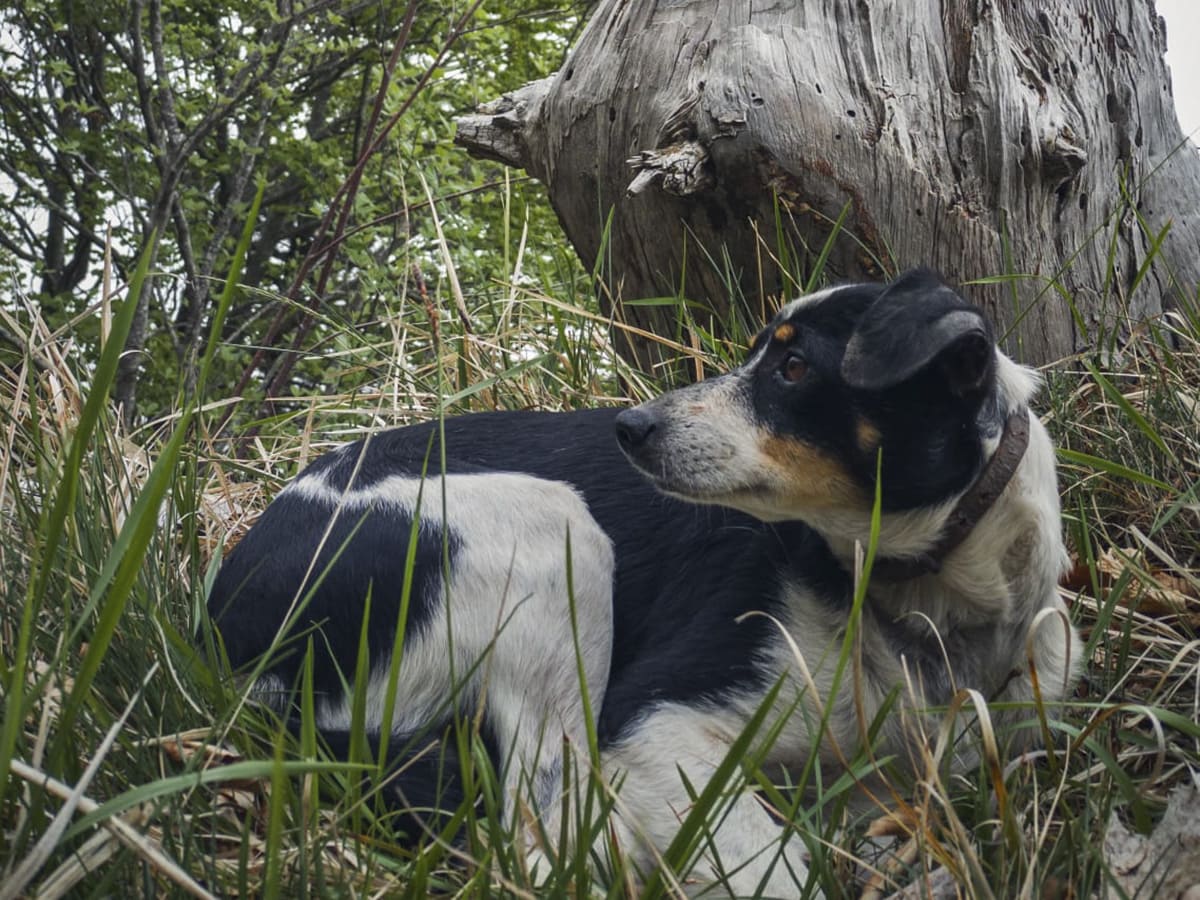 Un cane a macchie bianche e nere riposa nell'erba ai piedi di un vecchio tronco d'albero durante un'escursione sul Pollino &copy;Felice Lucchese