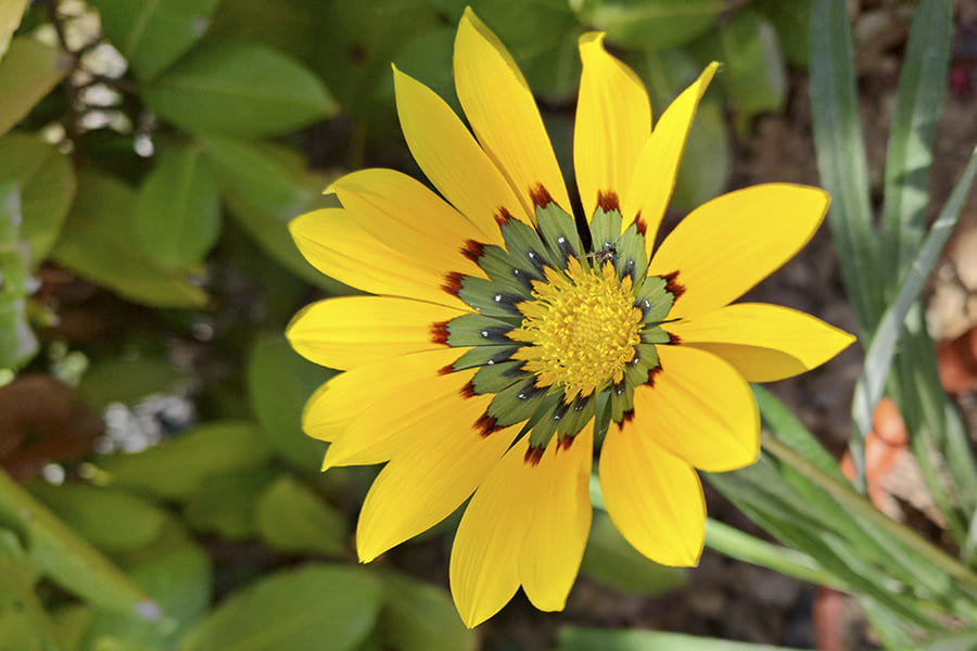 Fiori del Parco Nazionale del Pollino &copy; Antonio