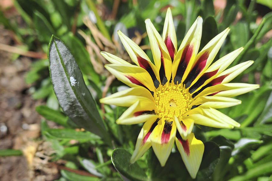 Fiori del Parco Nazionale del Pollino &copy; Antonio
