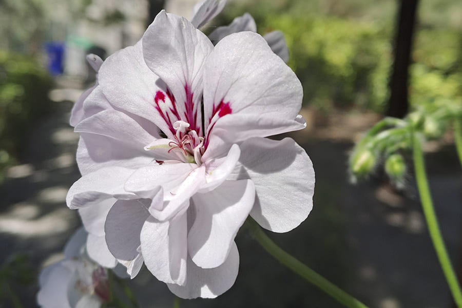 Fiori del Parco Nazionale del Pollino &copy; Antonio