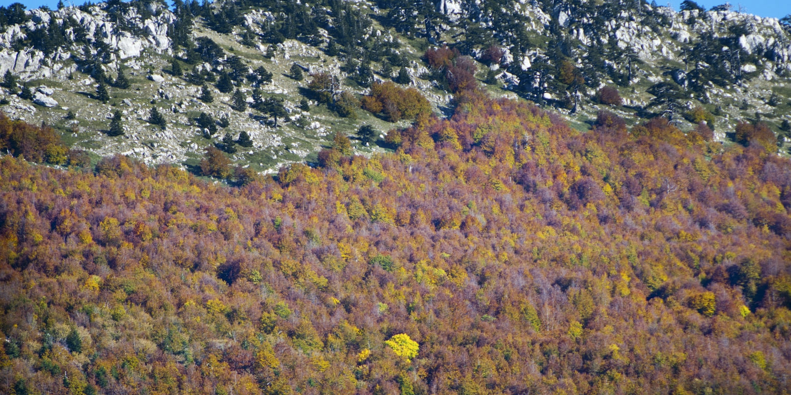 Faggi nel Parco del Pollino