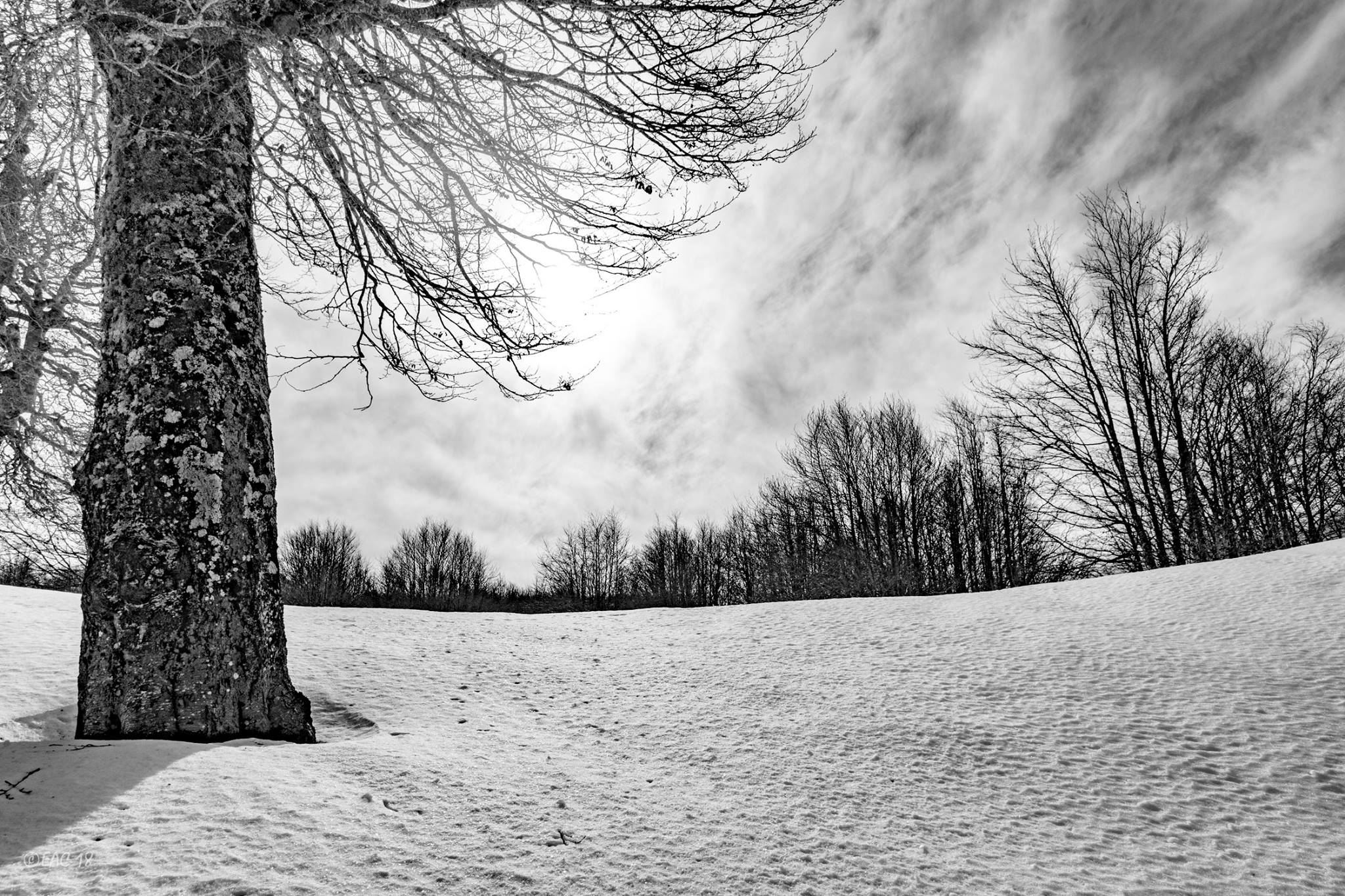 Bosco innevato a Serra di Crispo ©Egidiantonio Conte