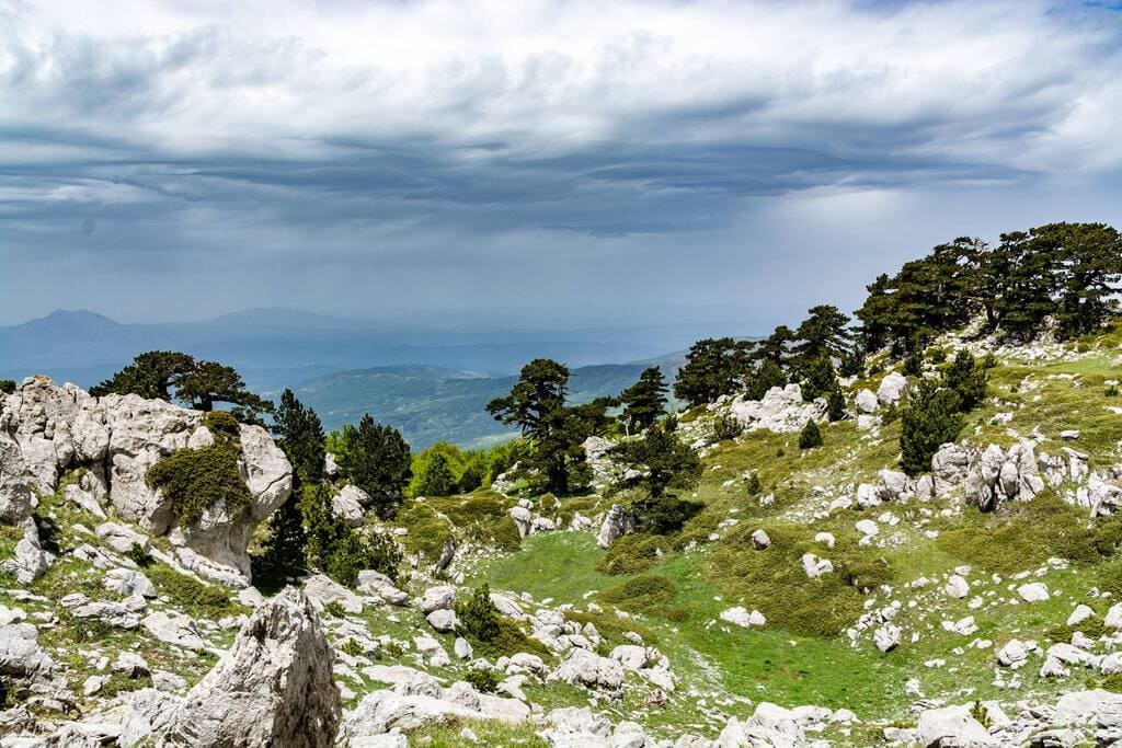 Pini loricati nel Parco del Pollino ©Egidiantonio Conte