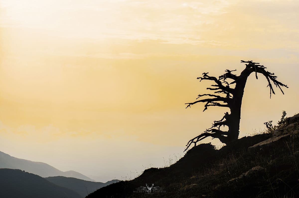 Profilo di un pino loricato al tramonto &copy;Michele di Tacchio
