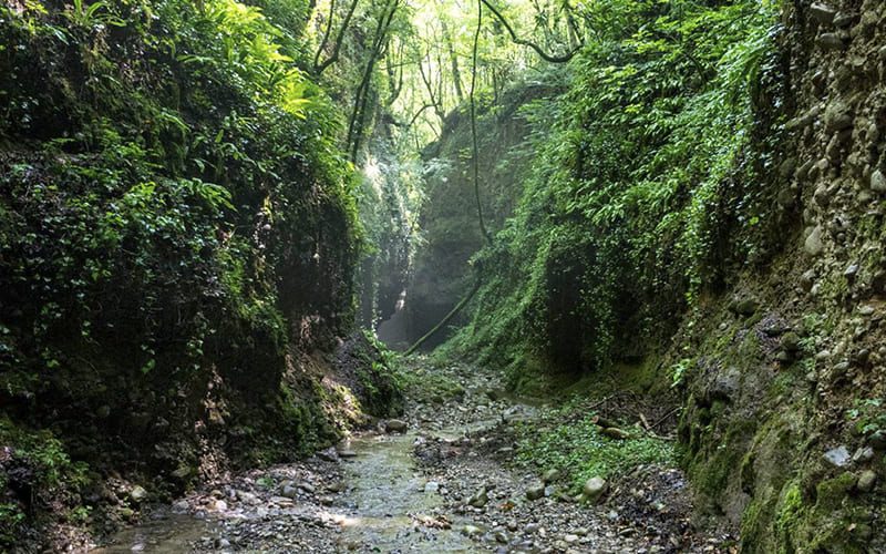 Boschi e alberi monumentali Parco Pollino