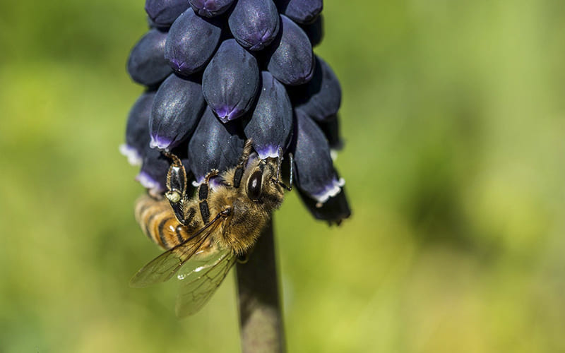 La fauna del parco del Pollino