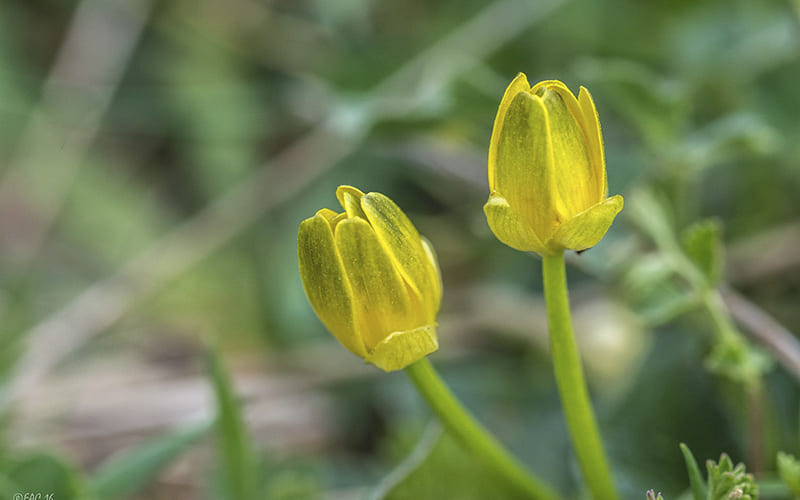 La flora del parco del Pollino