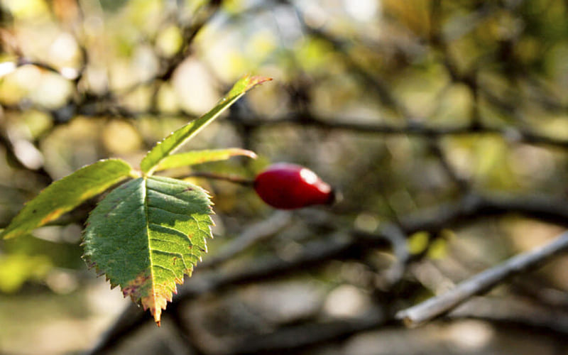 Piante ed erbe officinali Parco Pollino