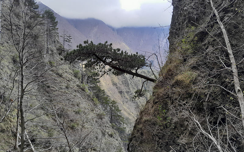 Albero di pino loricato nei dirupi del Pollino &copy;Felice Lucchese