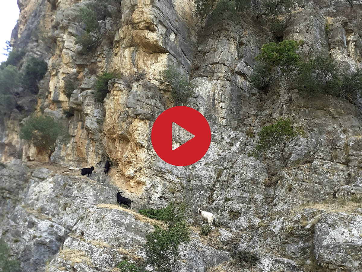 Video di capre selvatiche in movimento sulla parete rocciosa della Timpa del Demanio
